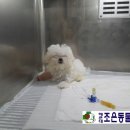 아담동물병원 이미지