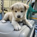 대향산길 이미지