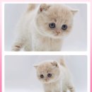 광주고양이분양 제나캣 광주점 이미지