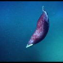 딥씨(Deepsea) 이미지