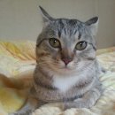 파스텔LC동물병원 이미지