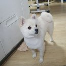 온리 펫살롱 이미지