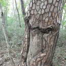 청남사