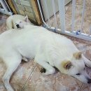미소나무 이미지