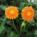 풍산농원 이미지