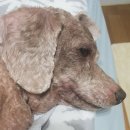 에스엘 독 이미지