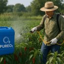 오투농자재 | 고추 역병(Phytophthora blight) 예방 및 방제를 위한 퓨어오투 이산화염소수 적용 방법과 기대효과
