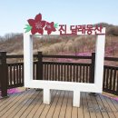 역곡초등학교 | 부천 원미산 진달래꽃축제 꽃구경 후기