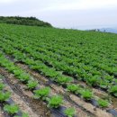 김주연농장 이미지