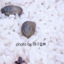최사또생선구이