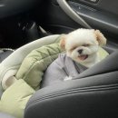 두지네 윗집 이미지