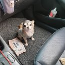 퍼피몽몽 이미지