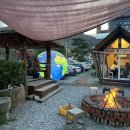 송강애견 이미지