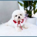 도그플러스 애견미용 이미지