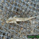 청미천 3 이미지