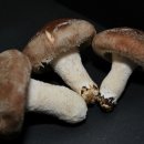 농선농장 이미지