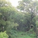 명월 팽나무군락 이미지