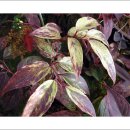 부자농원 이미지