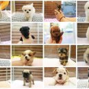 아이러브 독 이미지