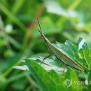 생태와대구 이미지