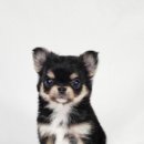 퍼피루미 이미지