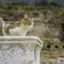 신탄진 동물병원 이미지