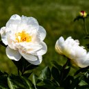 ﻿Peony Festival B - Oshawa 이미지