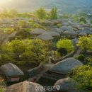 낙안농장 | "안 보고 가면 너무 후회합니다" 유네스코 세계유산 등재 추진 중인 유채꽃 명소