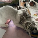 소율마을 | (곧)메리크리스마스당