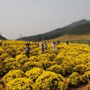 30만평 300억송이 고창국화 노란 황금 국화밭으로 놀러오세요^^ 고창국화축제 이미지