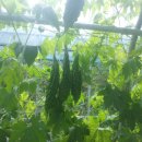 여주-0594 네이버블로그