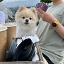 정선 애견동반 카페 넌 커피 야외자리 자연 뷰 커피 맛 솔직후기