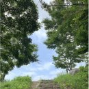 메인스테이(mainstay) | [충청남도 부여]피크닉대여 카페 / 사랑나무에서 피크닉한 후기