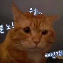 도리도리 이미지