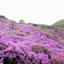 뫼 산악회 5월15일(토) 황매산1,108M 철쭉산행 많은 신청 바랍니다 이미지