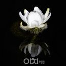 여왕의식탁 이미지