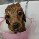 주주 펫 살롱 이미지