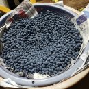 박종상농장 이미지