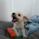 분성초등학교 | 김해 애견미용실, 삼계 강아지미용 추천 '댕댕모아'