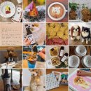 오세요 댕댕이 이미지