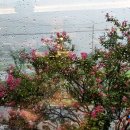 큰나무집 궁중약백숙 이미지