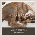 토베스트 동물병원 | 부천 동물병원 고양이 건강검진 후기｜상동 위더스동물병원 검사 비용·항목 솔직후기