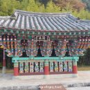 의령 충익사 모과나무 이미지