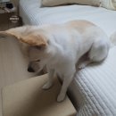 땡큐마켓 | 리퍼브마켓/땡큐마켓/땡큐마켓득템/알뜰마켓/방문후기/득템후기/강아지계단/퍼피아/하우스스텝/수납형...