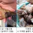 고둥 이미지