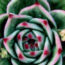 꿈의궁전 이미지