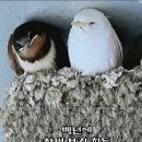 화