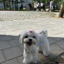 (주) 하늘펫 | [위례 가볼만한곳] 주말 강아지 나들이로 최고! 위례 스타필드 시티 루프탑 펫파크 방문 후기 (주차 팁)