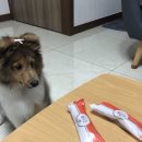 메르시독 이미지