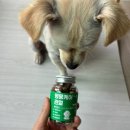 좋은피부 | [다이소 강아지 영양제] 멍뭉케어 피부·관절 내돈내산 후기, 기호성 좋은 가성비 간식!